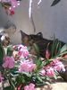 Greec cat on Vananda beach